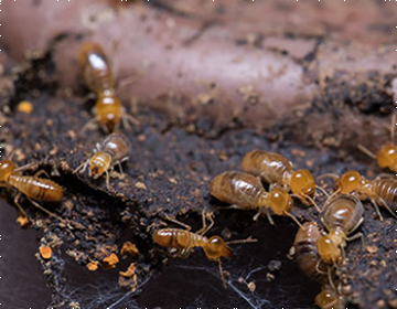 Termite Control at Home
