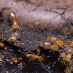 Termite Control at Home