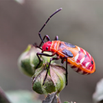 Bug Inspection Services